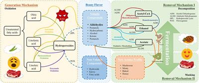 Mechanism and application of fermentation to remove beany flavor from plant-based meat analogs: A mini review